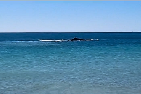 Viral whale sighting takes tragic turn, but hope is still high for survival