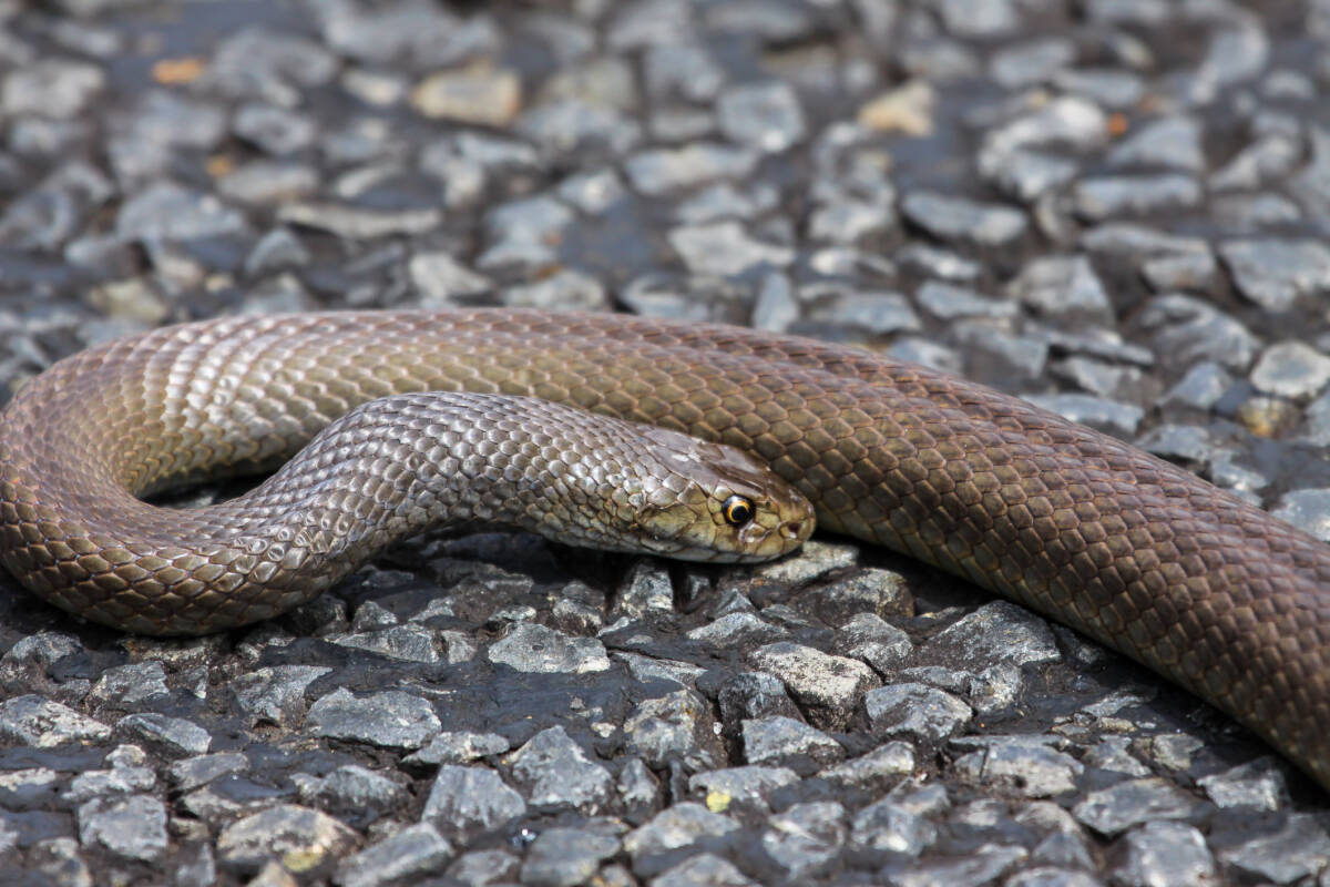 Article image for Perth Hills resident slams phone reception after son’s snake bite