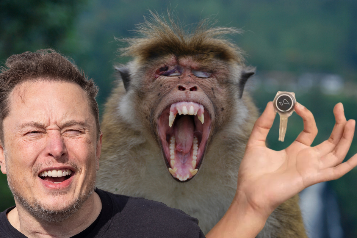 Article image for Monkey see, monkey don’t: Elon Musk’s ‘brain chip’ reaches human testing
