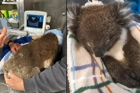 Nation reacts to heartbreaking koala deaths