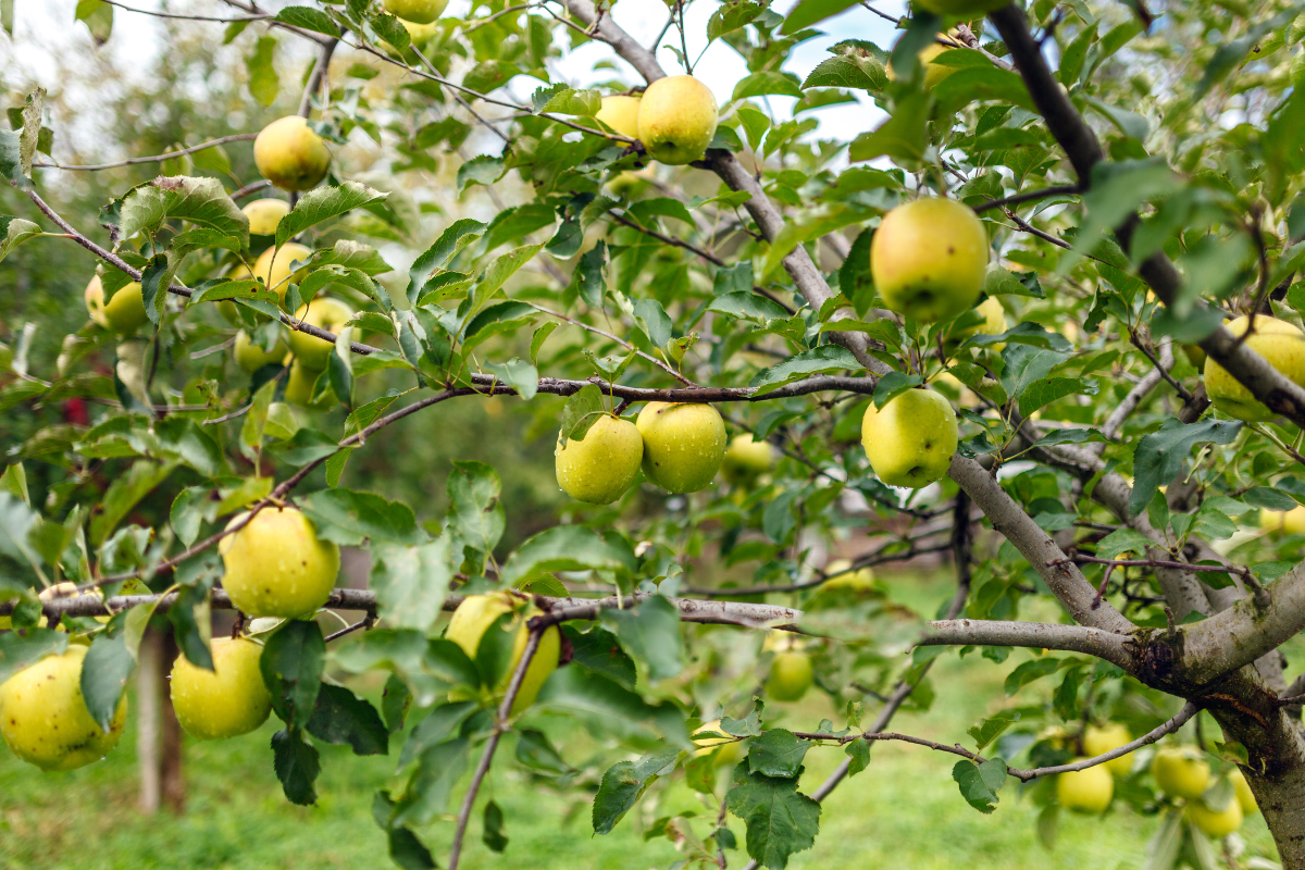 Article image for Western Australia’s scorching summer spells trouble for produce industry