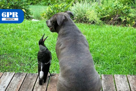 Beloved Molly the magpie seized by Queensland authorities