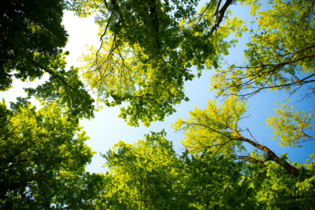 City of Vincent urges state government for greater tree protection amidst canopy crisis