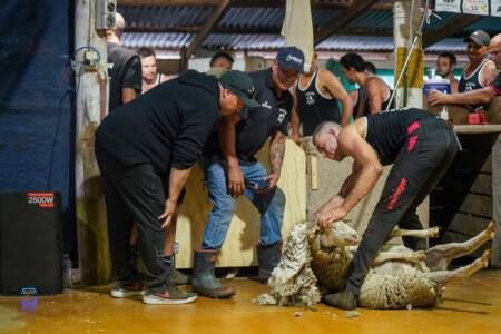 NZ shearer takes out world record for shearing 500 ewes in eight hours