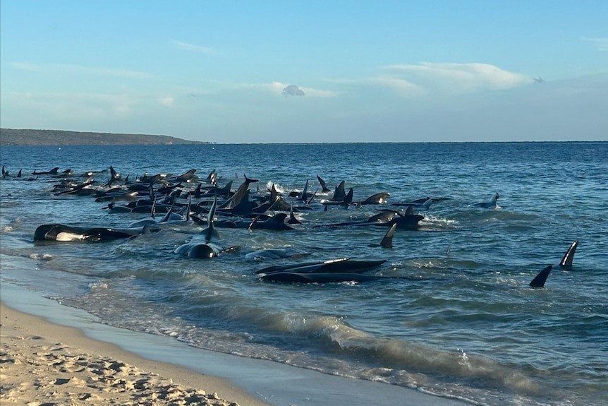 Article image for Geographe Bay labelled ‘stranding hotspot’ after 160 pilot whales beached