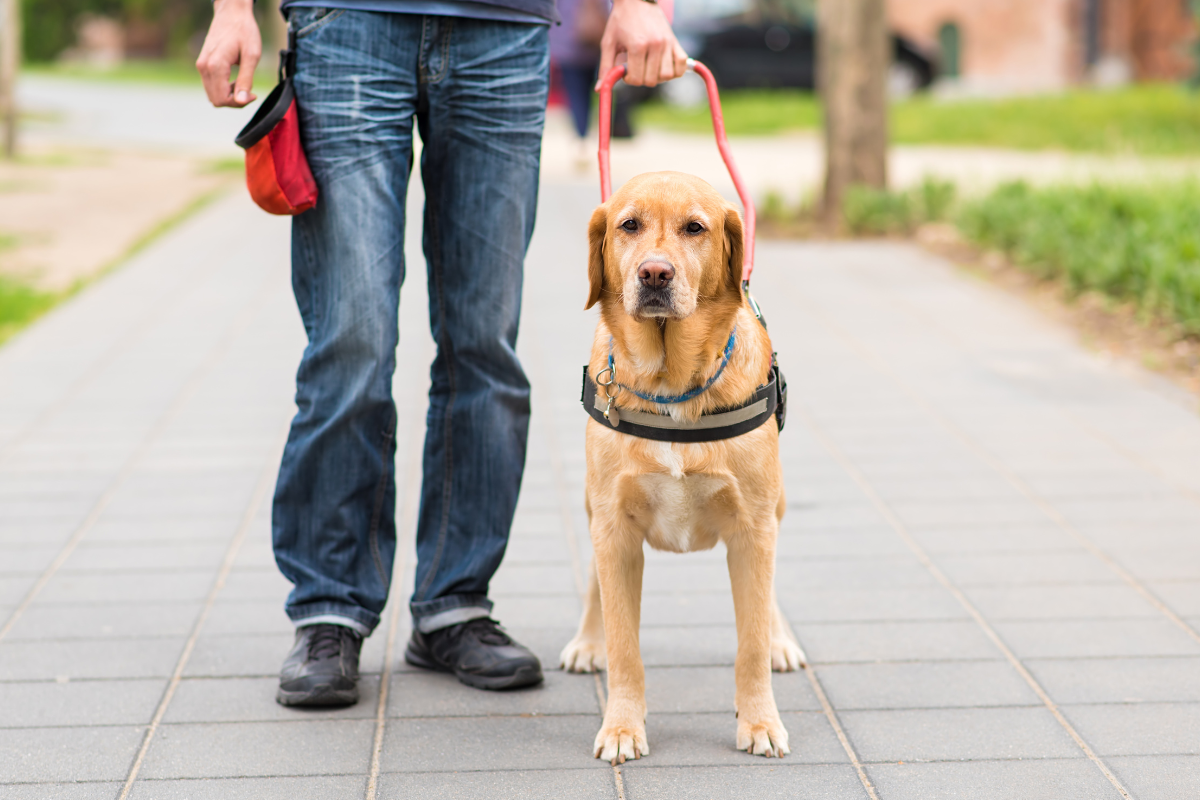 Article image for ‘Would be like going blind again:’ International Guide Dog day highlights importance of their work