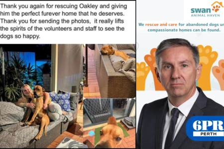 The issue with Oakley: animal rescue dispute leads to online outrage
