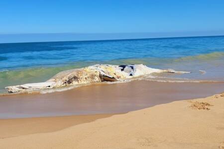 WA government hands off: Whale carcass removal busting small council’s budgets