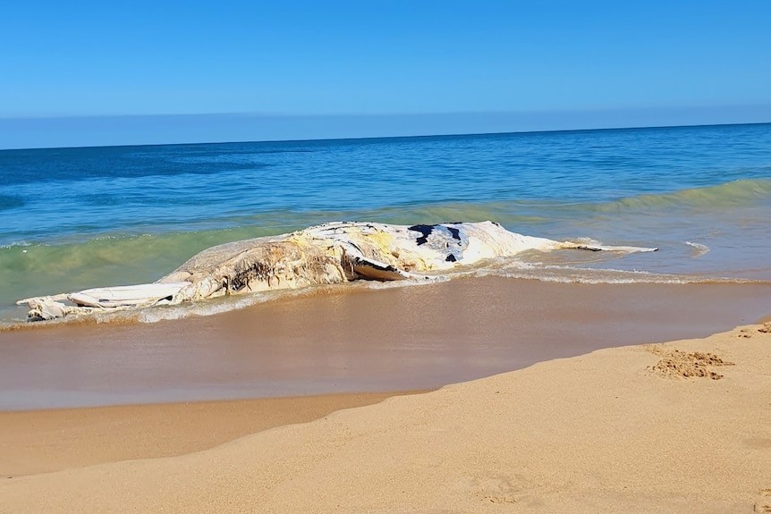 Article image for WA government hands off: Whale carcass removal busting small council’s budgets