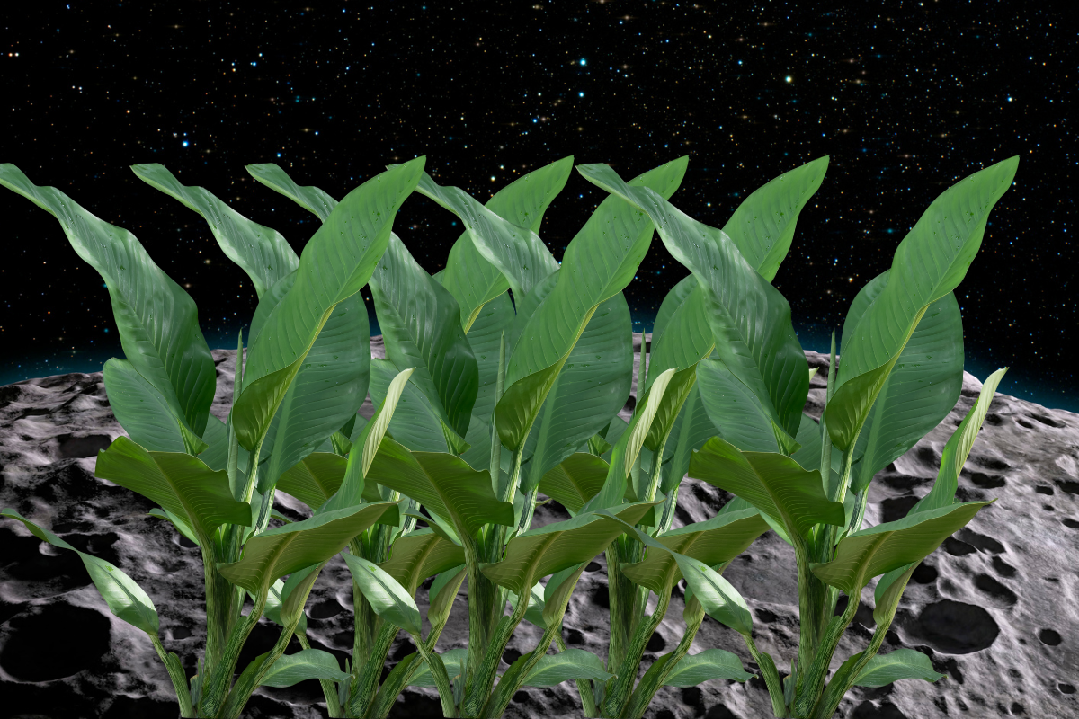 Article image for NASA’s game-changer: Lunar-grown plants coming back to Earth