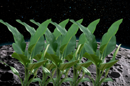 NASA’s game-changer: Lunar-grown plants coming back to Earth