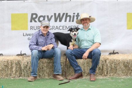 Border collie breaks world record after selling for $40k