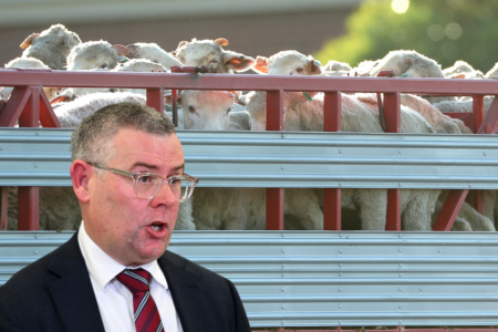 ‘Contemptuous’: Government’s live export plan met with dismay