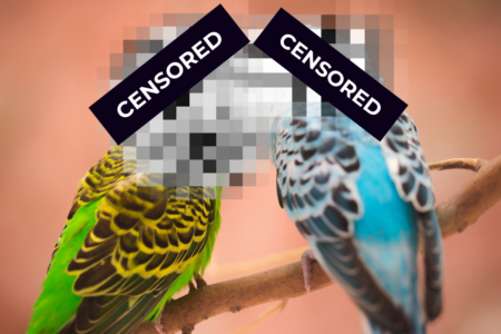 Flight of Fancy: National Budgie Judges Banned from Social Media