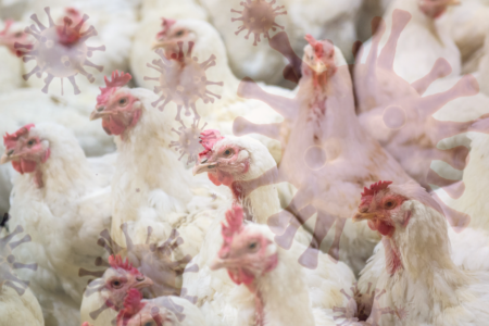 Low pathogenic bird flu case found on WA chicken farm, after 2 unrelated cases in VIC