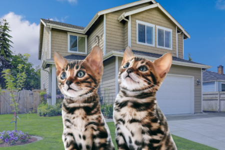 2 per household limit on cats introduced in City of Gosnells