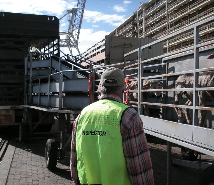 Article image for WA agriculture minister appeals to federal government to delay moratorium of live export