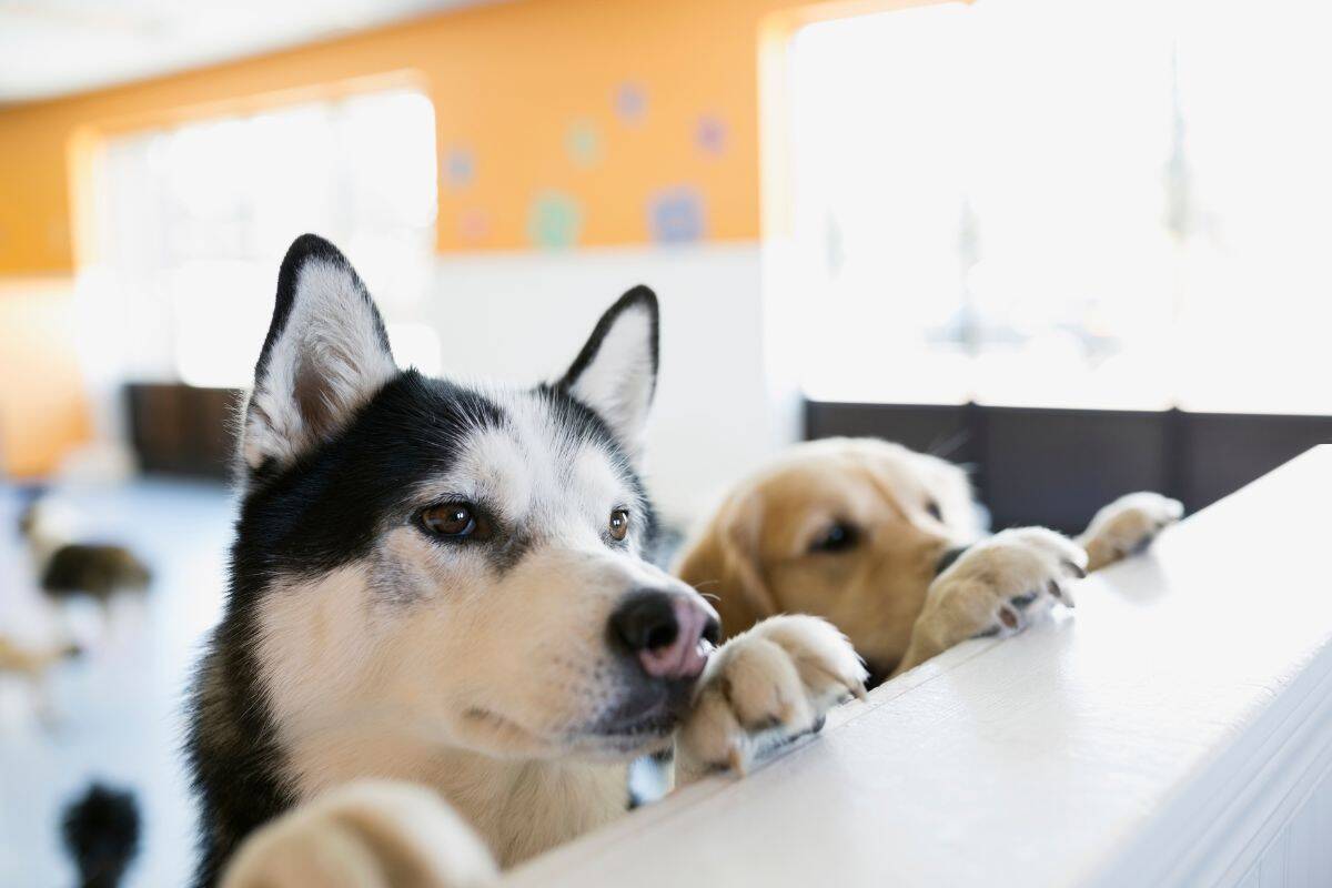 Article image for Could it be easier to get kids into childcare, than dogs into ‘doggy daycare’?