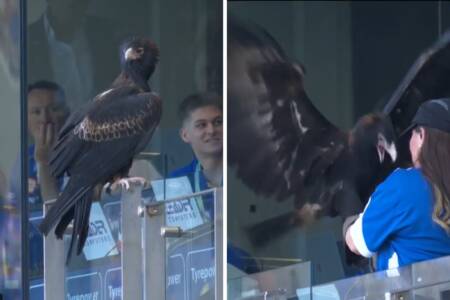 ‘Time for drone-type eagle?’ – Auzzie the Eagle goes rogue