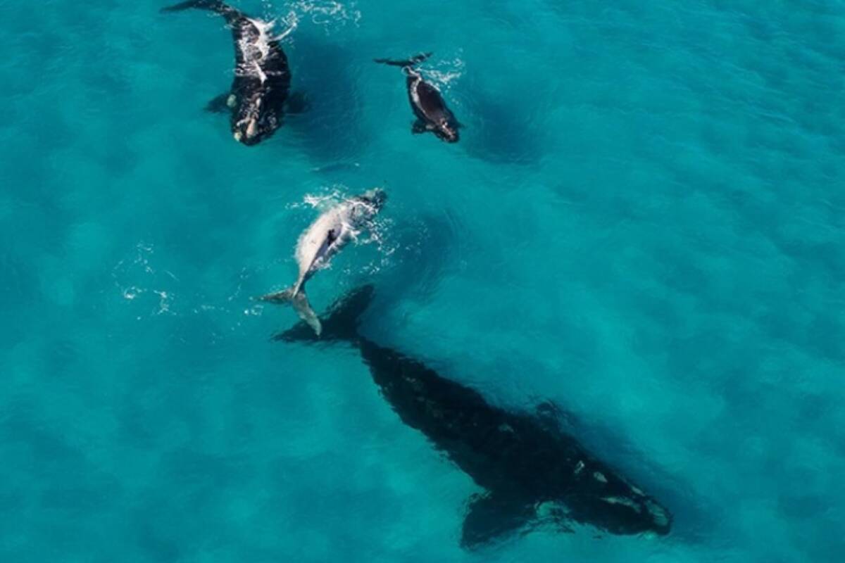 Article image for ‘Overreach’ – Local residents oppose South Coast Marine Park