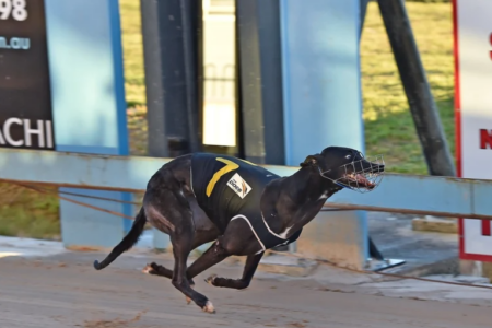 Greyhound racing to be banned in New Zealand