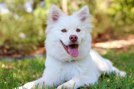 The cost-of-living crunch is causing people to give their pets human medications