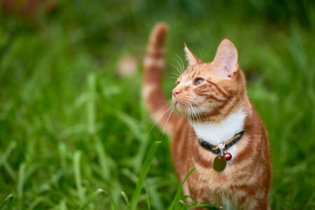 City of Fremantle Councillor says local governments are struggling to introduce cat control laws