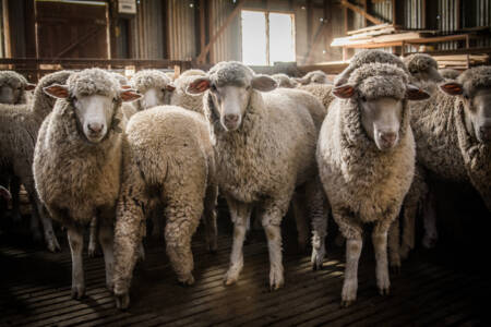 Keep The Sheep president has his say on the negative impact live sheep export laws will have on the industry
