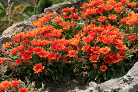 Major plant retailers are under fire for stocking invasive species