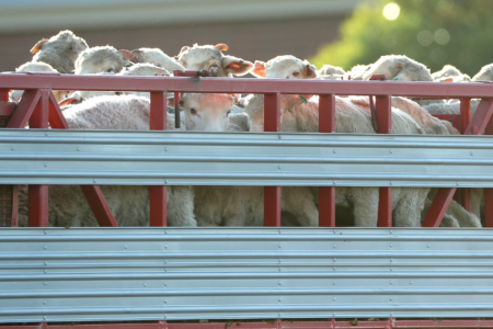 Additional funding for the live export ban misses the mark