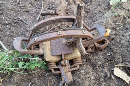 Large animal traps in a public park raise concerns among residents
