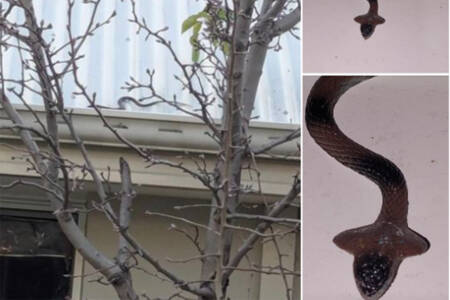 RUMOUR CONFIRMED: Snake catcher called out to a house to catch toy snake