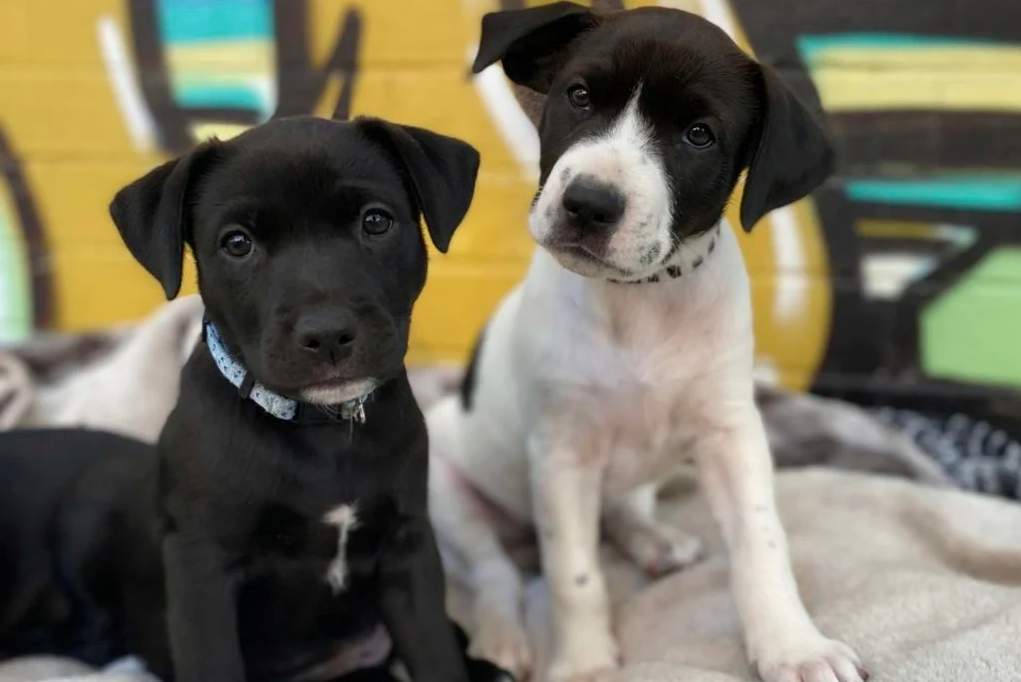 Article image for Pet scammers off the leash on social media