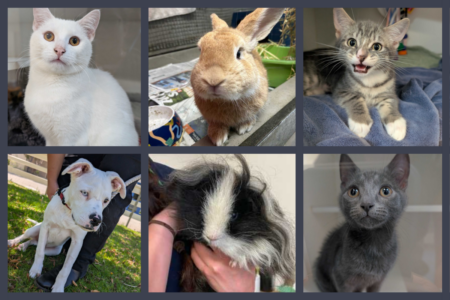 RSPCA prepares for the Christmas influx