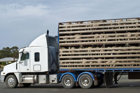 Keep the Sheep to start convoy in Perth ahead of Federal election