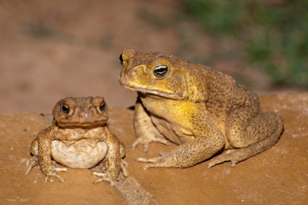 Cane toads’ offspring could be key to controlling the invasive species