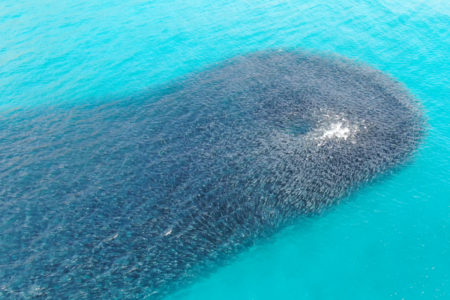 Unprecedented salmon frenzies have anglers marvelling along WA’s southern coast