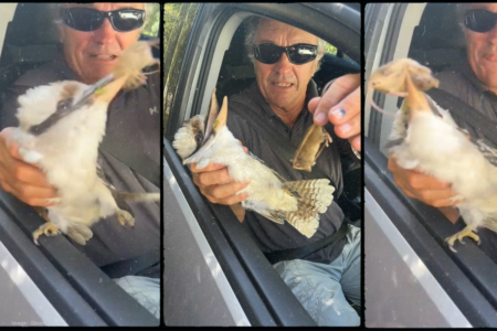 What a catch! A Perth driver snags a kookaburra and a mouse mid-commute