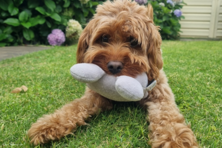 Concerns of wrongdoing grow around the disappearance of a cavoodle puppy in North Perth
