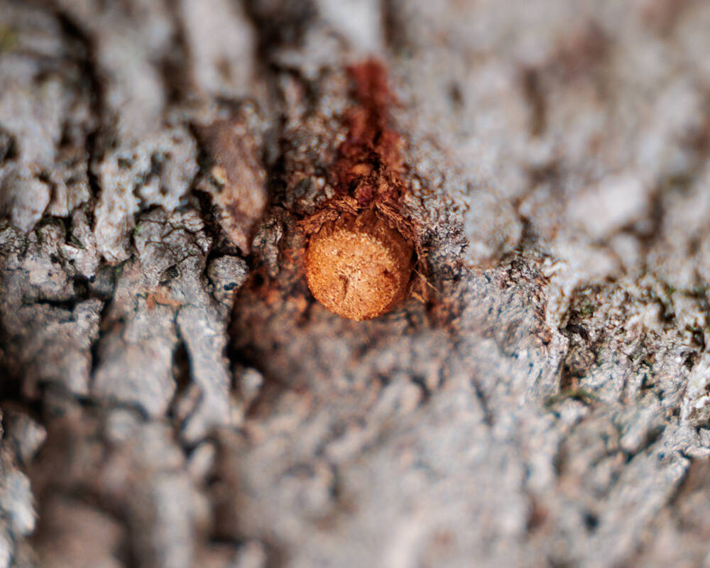 Article image for EXCLUSIVE: City of Canning makes breakthrough in fight against tiny beetle killing Perth trees