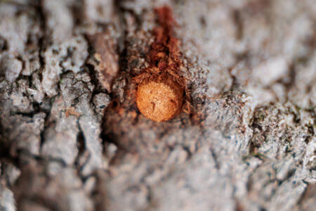 EXCLUSIVE: City of Canning makes breakthrough in fight against tiny beetle killing Perth trees