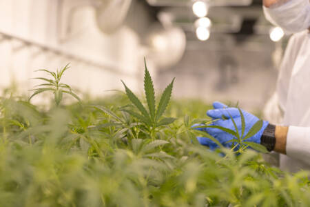 Legalise Cannabis Party calls for reforms to workplace drug testing