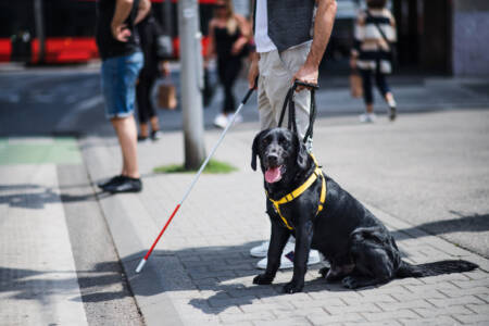New report reveals guide dog handlers likely to face access refusals in public