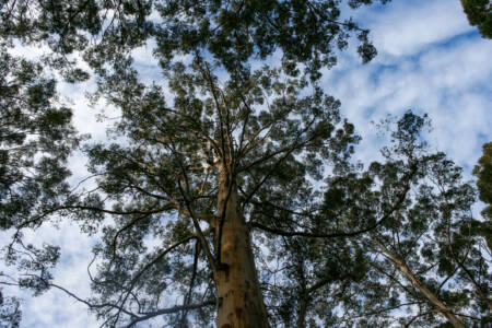 Western Australia’s Gloucester Tree Climb to undergo safety-focused rebuild