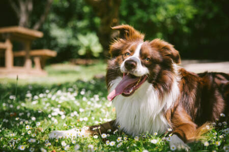 New study finds pet dogs can directly harm the environment even on a leash