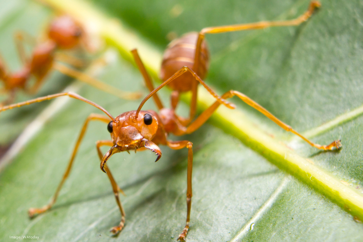 Article image for Expert claims fire ant eradication in Australia is no longer achievable