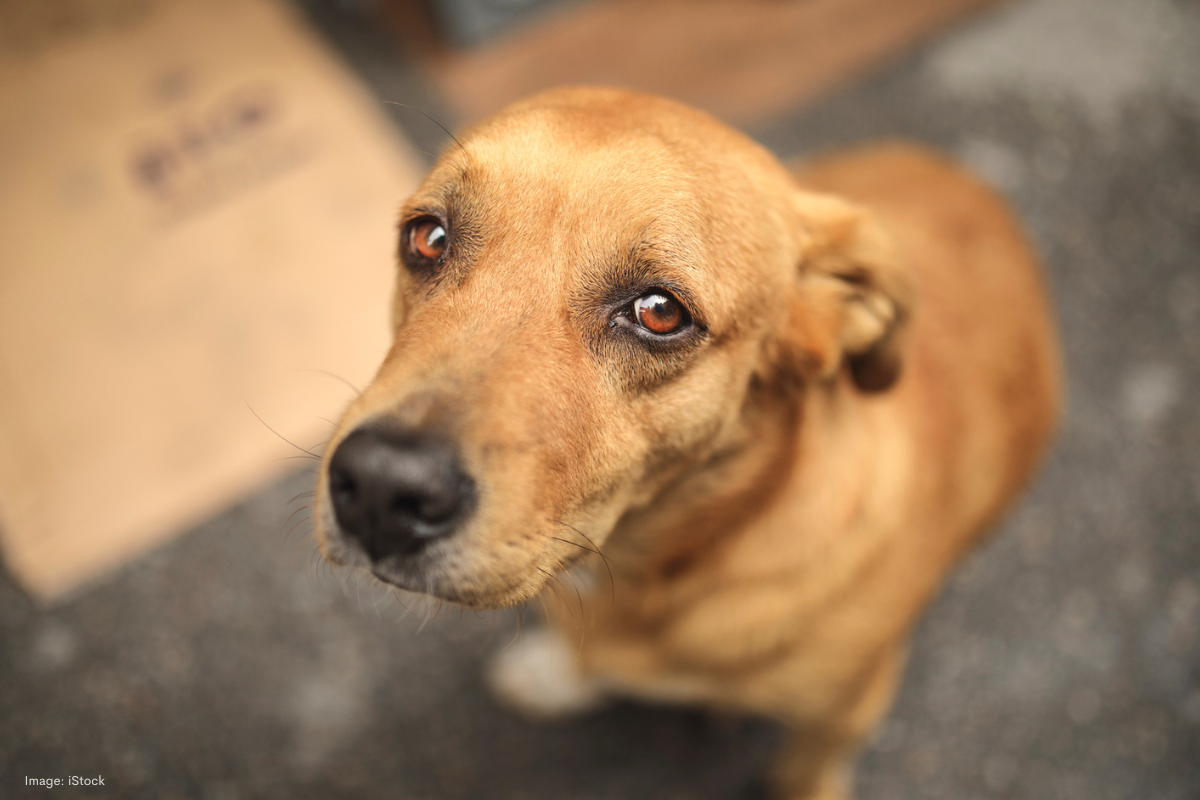 Article image for Animal cruelty surge puts strain on the RSPCA