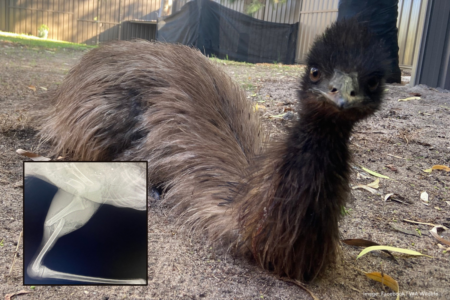 Red tape delays rescue of juvenile emus with dire consequences
