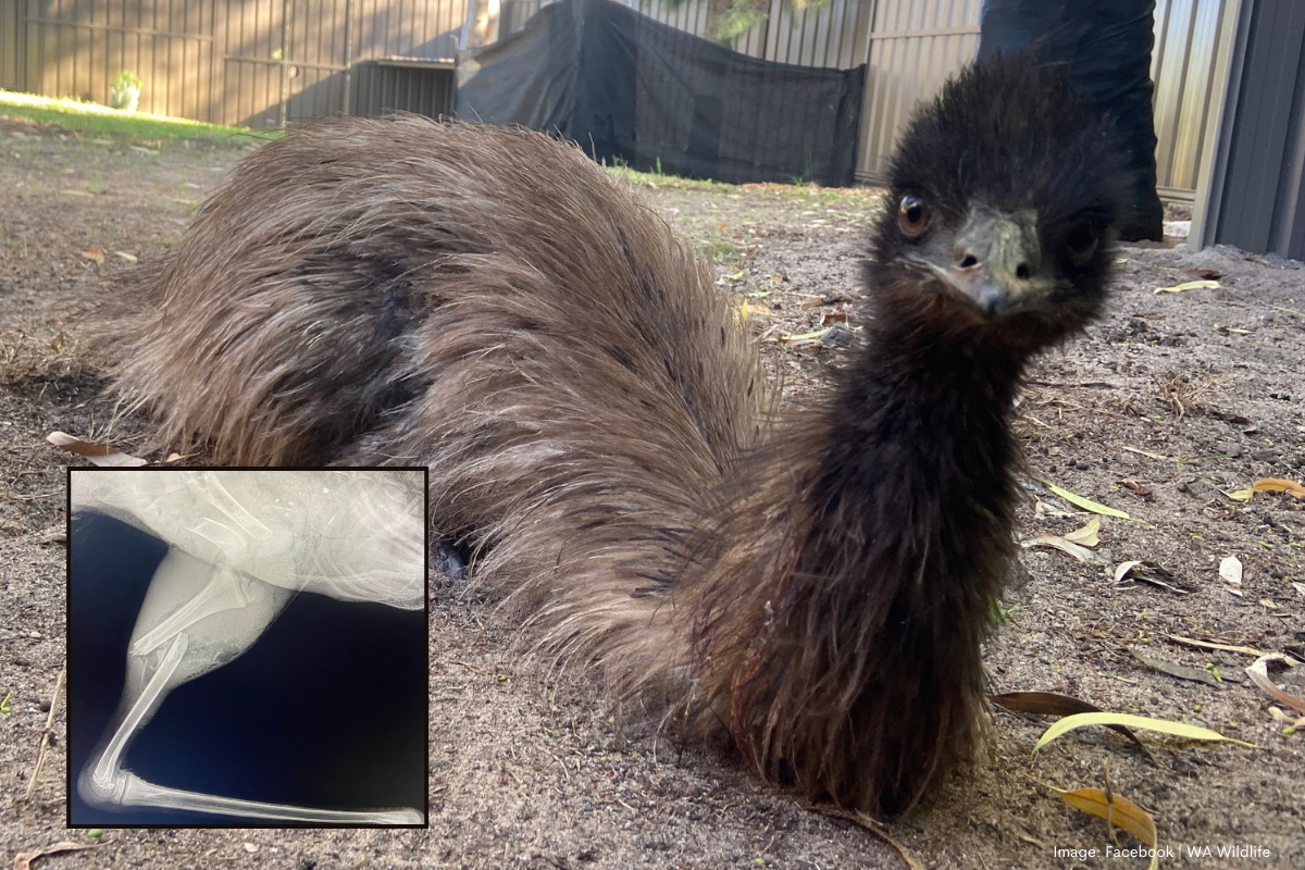 Article image for Red tape delays rescue of juvenile emus with dire consequences