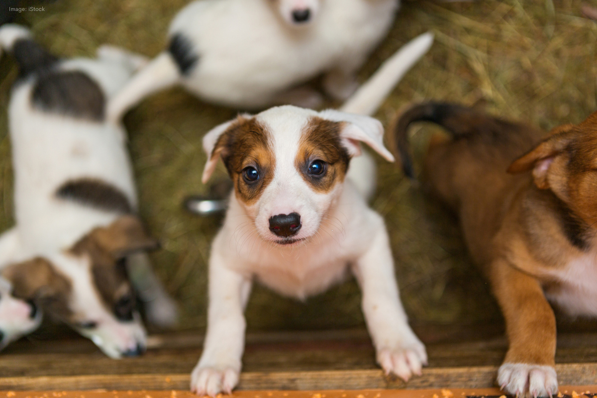 Pet shop forced to sell only rescued dogs to combat indiscriminate breeding